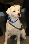 Kirby-ADOPTED 05.07.13