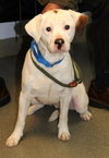 Kirby-ADOPTED 05.07.13