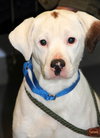 Kirby-ADOPTED 05.07.13