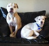 Kirby-ADOPTED 05.07.13