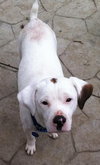 Kirby-ADOPTED 05.07.13