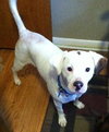 Kirby-ADOPTED 05.07.13