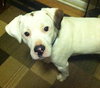 Kirby-ADOPTED 05.07.13