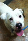 Kirby-ADOPTED 05.07.13