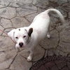 Kirby-ADOPTED 05.07.13