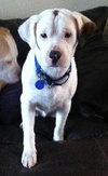 Kirby-ADOPTED 05.07.13