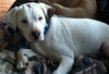 Kirby-ADOPTED 05.07.13