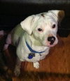Kirby-ADOPTED 05.07.13