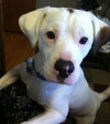 Kirby-ADOPTED 05.07.13