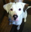 Kirby-ADOPTED 05.07.13