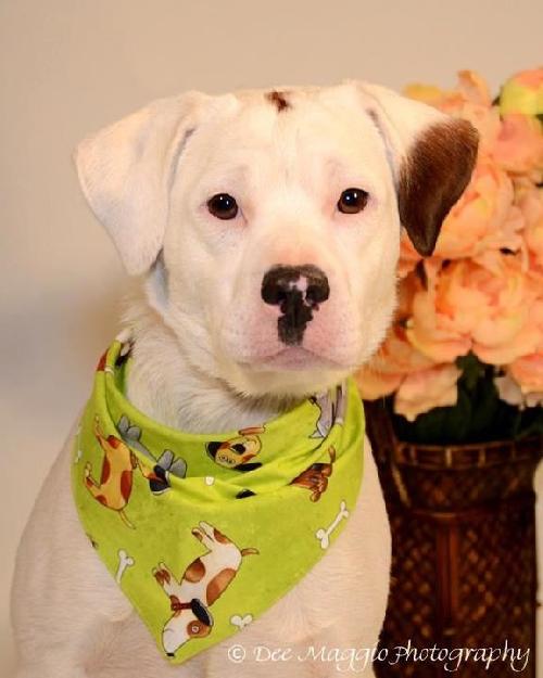 Kirby-ADOPTED 05.07.13