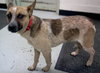 Ionia-ADOPTED 04.13.13