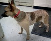 Ionia-ADOPTED 04.13.13