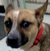 Ionia-ADOPTED 04.13.13