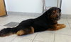 Highlander-ADOPTED 04.17.13