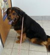 Highlander-ADOPTED 04.17.13
