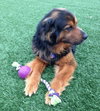 Highlander-ADOPTED 04.17.13