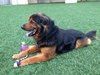 Highlander-ADOPTED 04.17.13