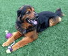 Highlander-ADOPTED 04.17.13