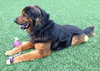 Highlander-ADOPTED 04.17.13