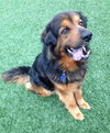 Highlander-ADOPTED 04.17.13