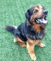 Highlander-ADOPTED 04.17.13