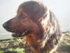 Highlander-ADOPTED 04.17.13
