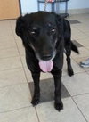 Mysti-ADOPTED 09.28.13