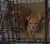 Ah Litter Abby Doo (Mom) - ADOPTED 04.03.13