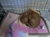 Ah Litter Abby Doo (Mom) - ADOPTED 04.03.13