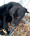 Twig - ADOPTED 04.12.13
