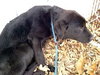Twig - ADOPTED 04.12.13
