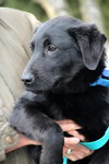 Twig - ADOPTED 04.12.13