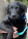 Twig - ADOPTED 04.12.13