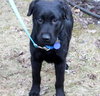 Twig - ADOPTED 04.12.13