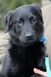 Twig - ADOPTED 04.12.13
