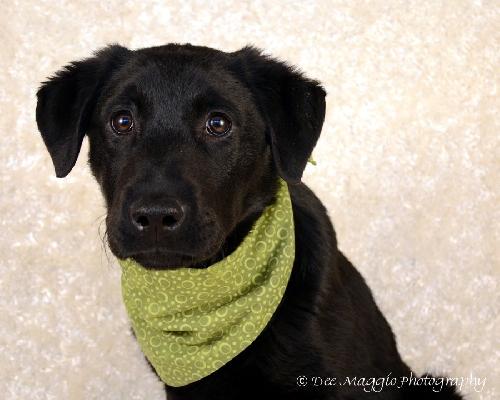 Twig - ADOPTED 04.12.13