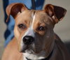 Norah-ADOPTED 04.12.13