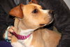 Norah-ADOPTED 04.12.13