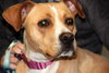 Norah-ADOPTED 04.12.13