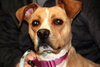 Norah-ADOPTED 04.12.13