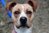 Norah-ADOPTED 04.12.13