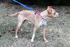 Norah-ADOPTED 04.12.13
