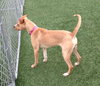 Norah-ADOPTED 04.12.13