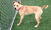 Norah-ADOPTED 04.12.13