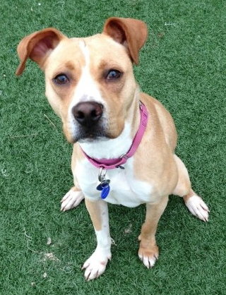 Norah-ADOPTED 04.12.13