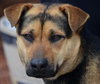 Smiley-ADOPTED 03.30.13