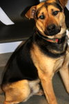 Smiley-ADOPTED 03.30.13