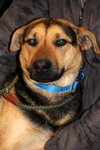 Smiley-ADOPTED 03.30.13