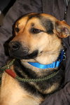Smiley-ADOPTED 03.30.13